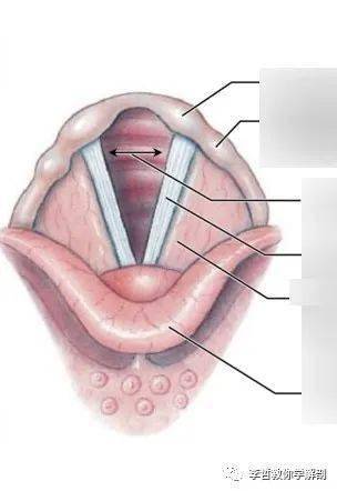声门分区图片
