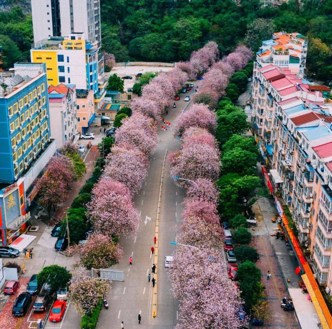 柳州紫荆花开了吗?实拍街景图来了67→_动车_城市_文昌