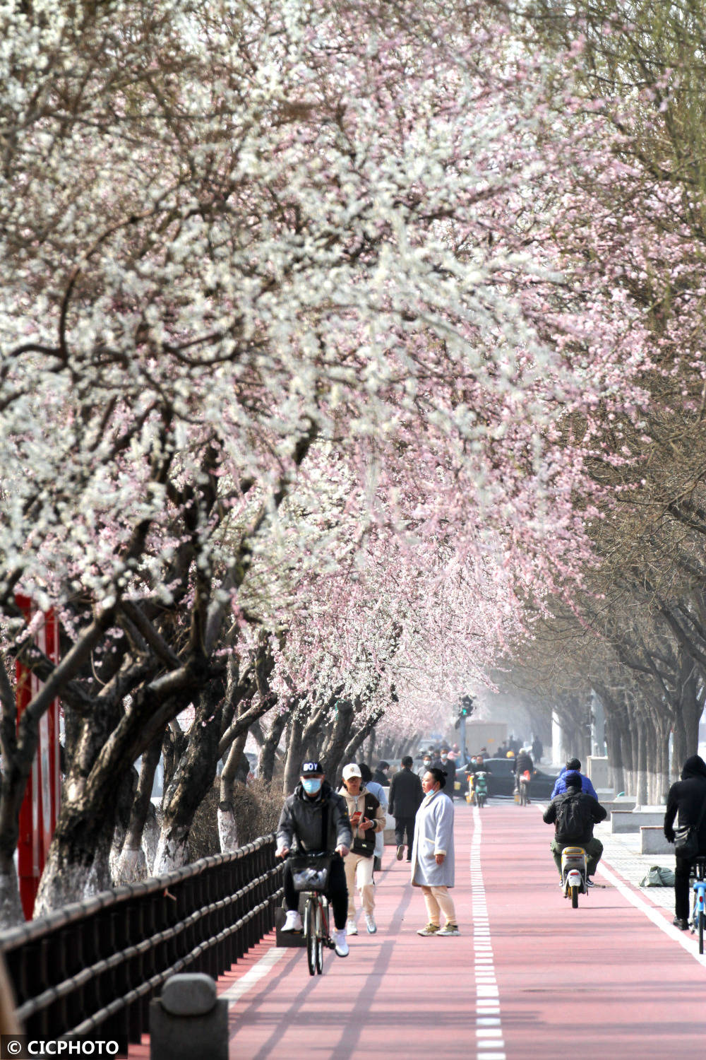 春花路放