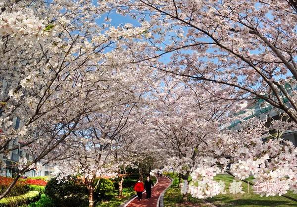 【有片】春花盛放 漫步綠廊