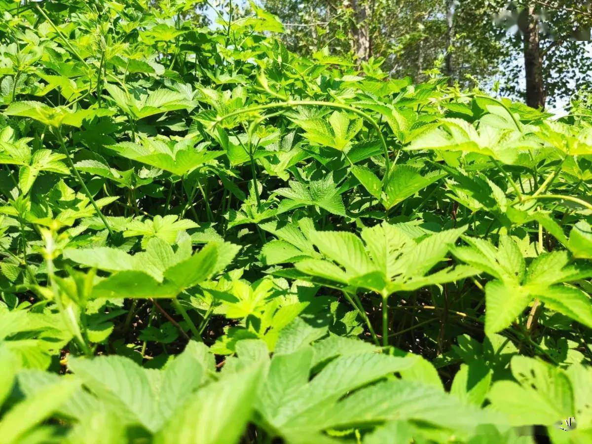 玉米田苗后除草剂几天见效_玉米田苗后除草剂_玉米苗后除草剂对下茬作物影响