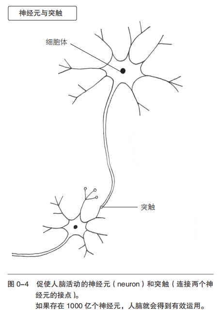 突触简笔画图片