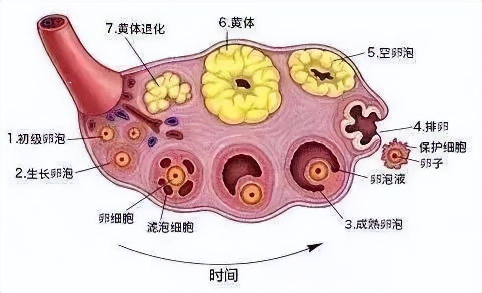 男女办事后女性腹部剧痛