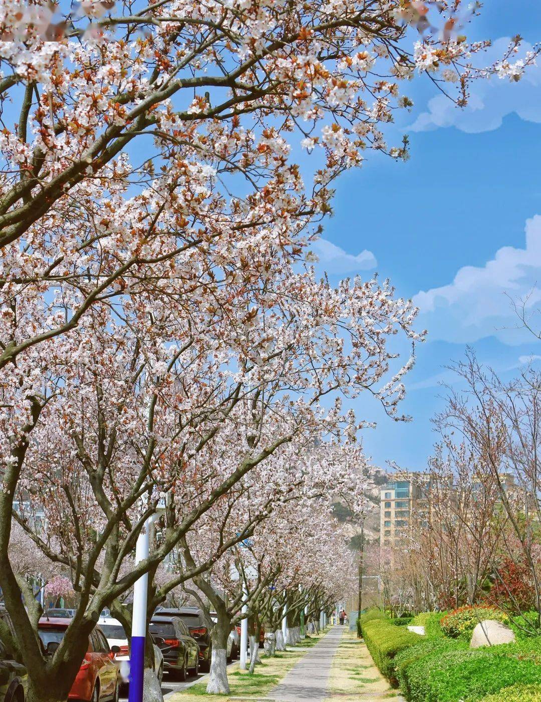 三明南路看樱花