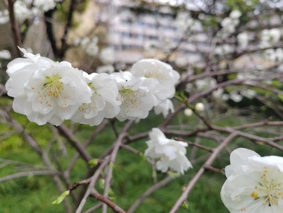 花语:勇敢追爱春天,爱情与桃花白色是纯洁,粉色是初恋碧桃是爱与想念