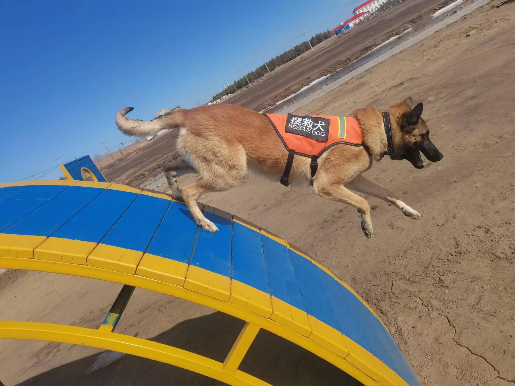 紧贴实战 对标需求——呼伦贝尔市森林消防支队积极开展搜救犬专业训