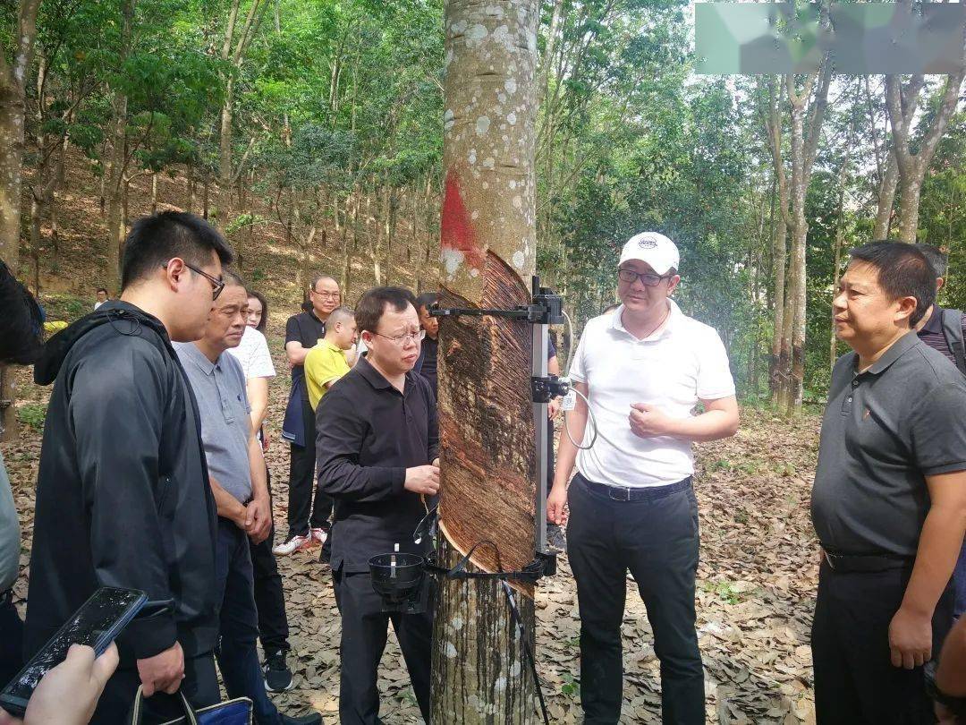 国家农业农村部在西双版纳州开展自动割胶机与传统人工割胶对比试验