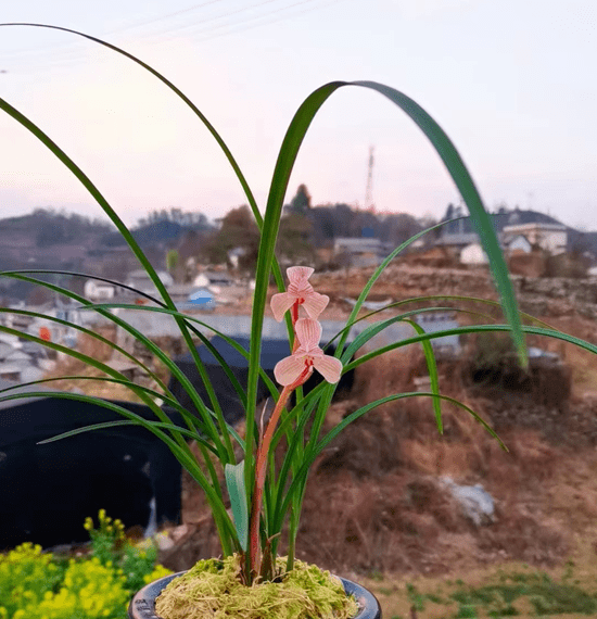 һ������ ��Ʒʱ�⣡�������Լ�ڡ�����͡����