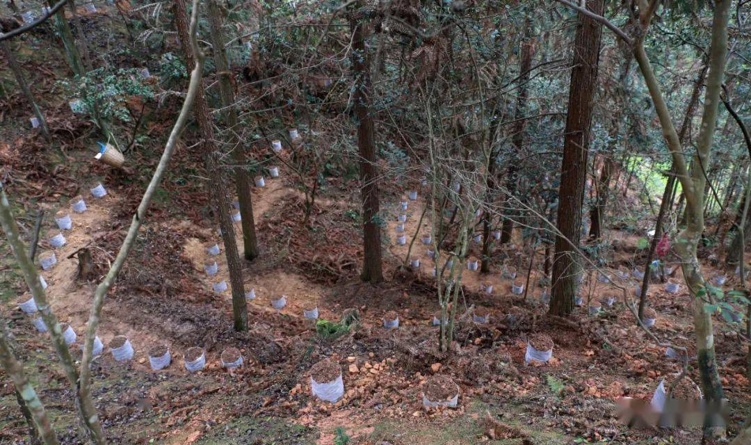 天柱县竹林镇:找准林下产业 拓宽群众富路