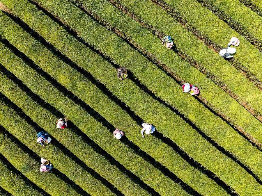 明前新茶 青翠飘香_贵州省_湖南省_茶园