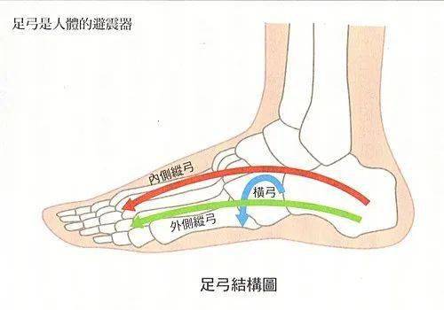 并且拥有适应不同支持面的可变性,解剖学上可将足弓分成三个部分,内侧