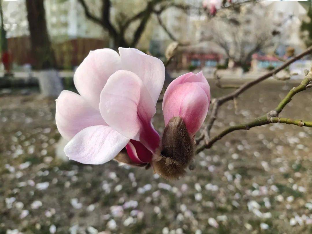 春有約,花不誤,一縷春風進校園_清荷_花香_玉蘭如