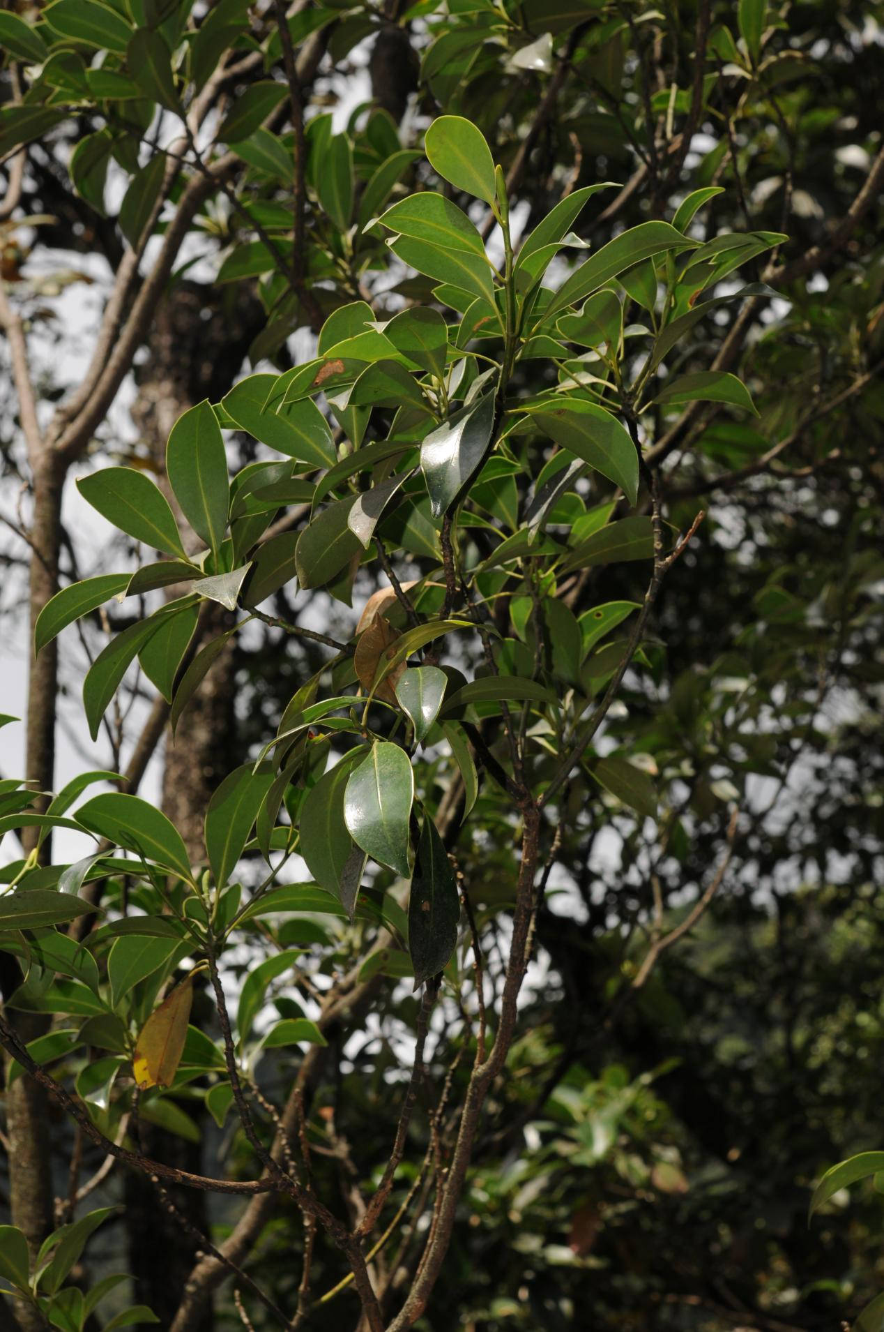 广东省重点保护野生植物名录公布 26科39个物种上榜