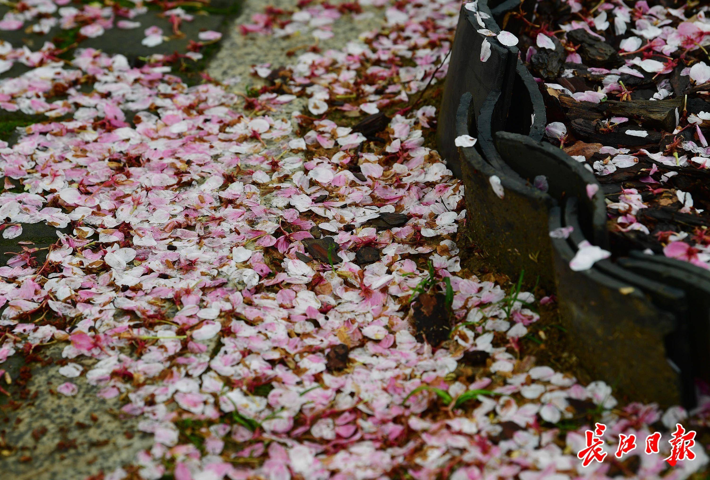 雨中樱花:晚樱娇艳,中樱落无数