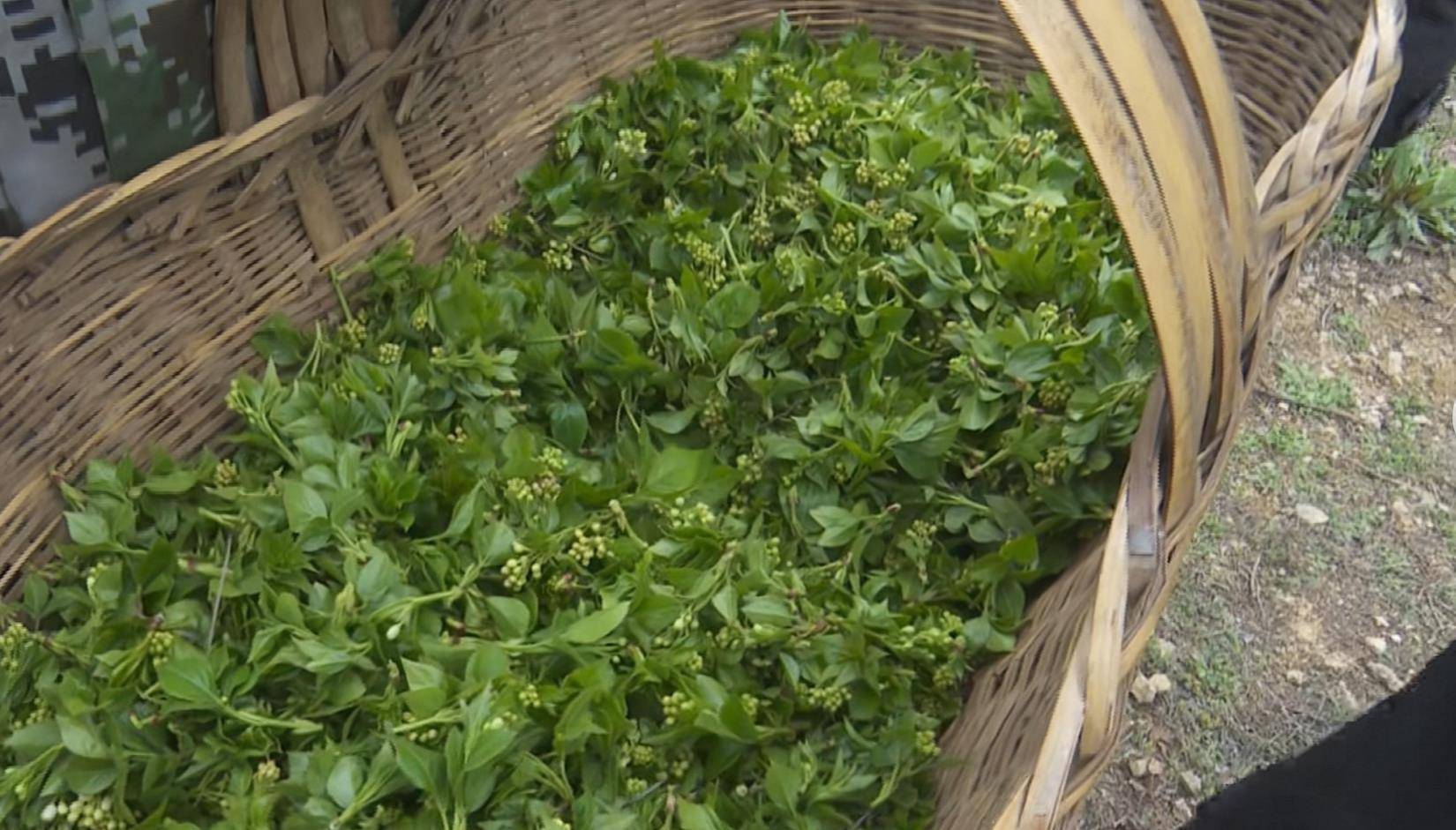 老区"致富菜",开在新县山坳坳里_山野菜_群众_将军