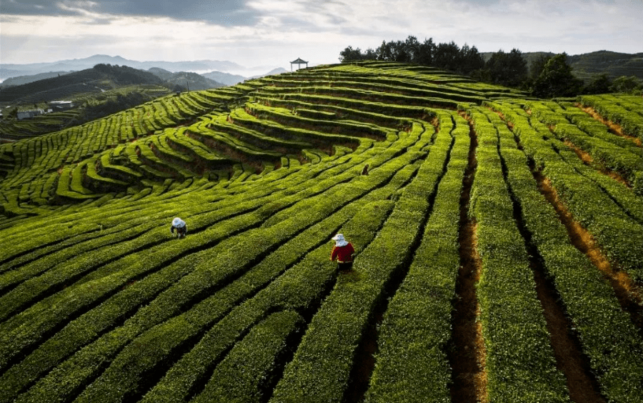 春茶已飘香，那一次就用指尖触摸春天吧~