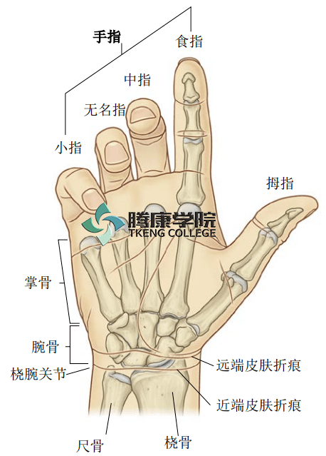 手指的软骨的位置图图片