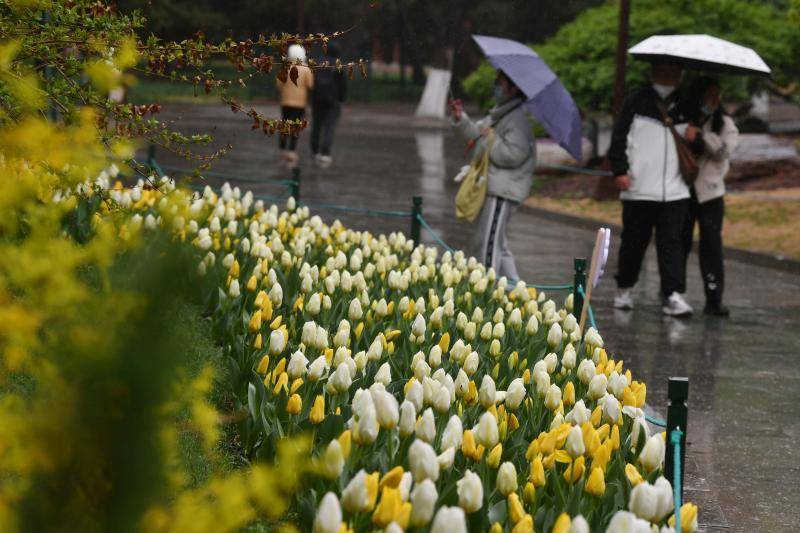 北京郁金香文化节开幕 超18万平方米欣赏面积创历年之最