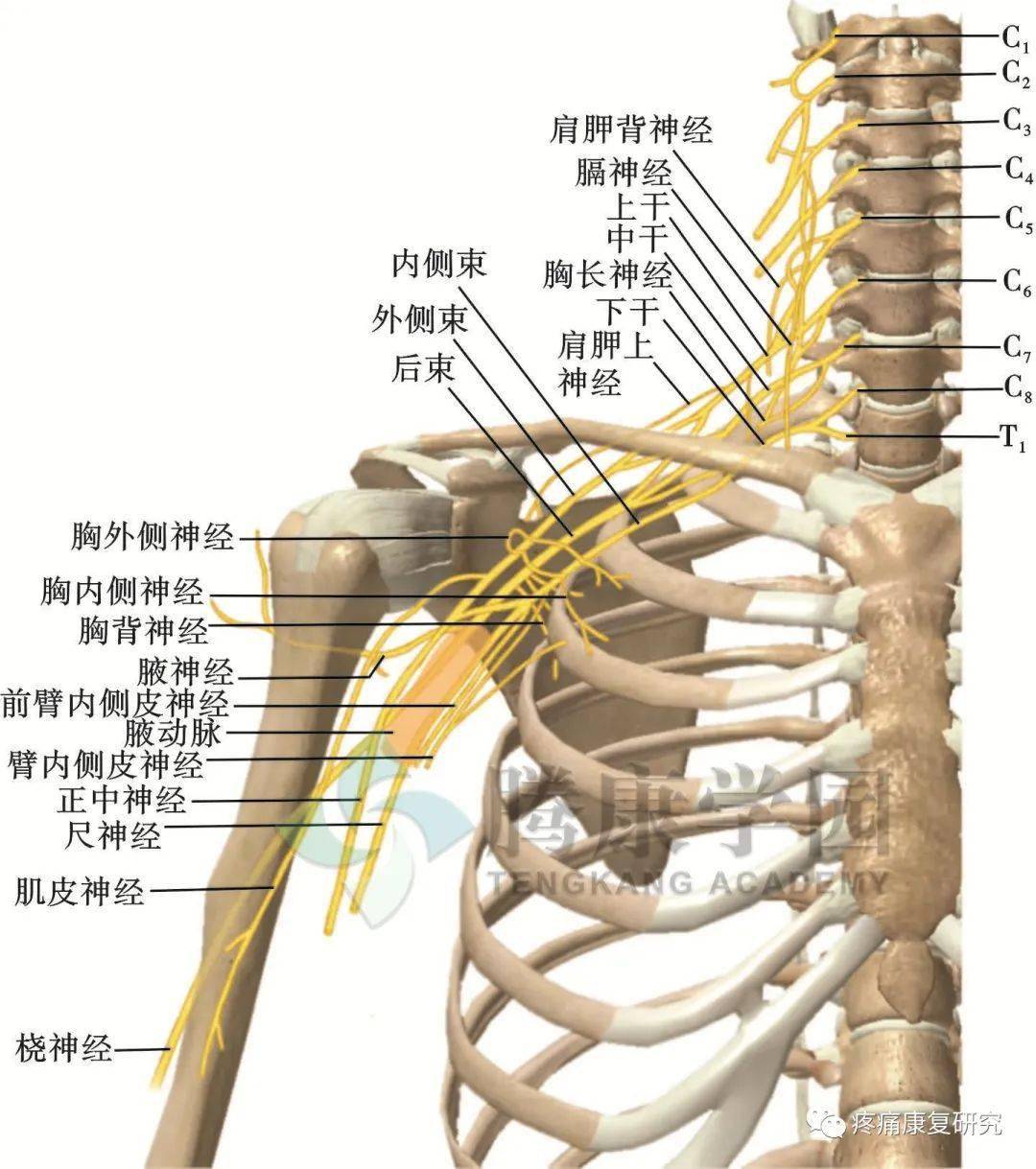 胳膊解剖图片名称大全图片