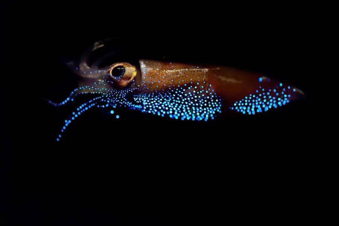 荧光鱿 | 海洋中的梦幻精灵_鱿鱼_萤火_猎物