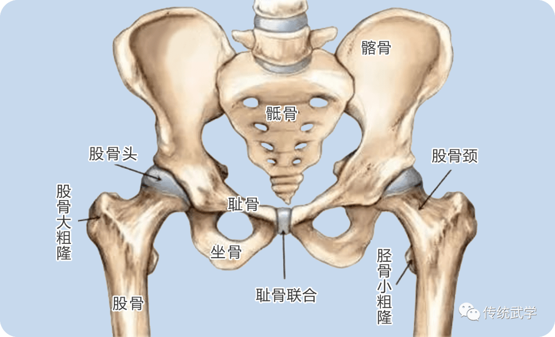 内家拳秘不多传之密｜尾闾四部功_功法_尾骨_体系