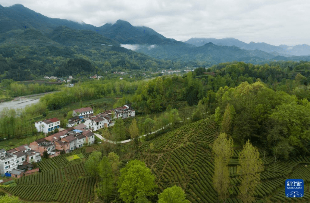 茶乡新绿_西乡县_茶园_杨羽