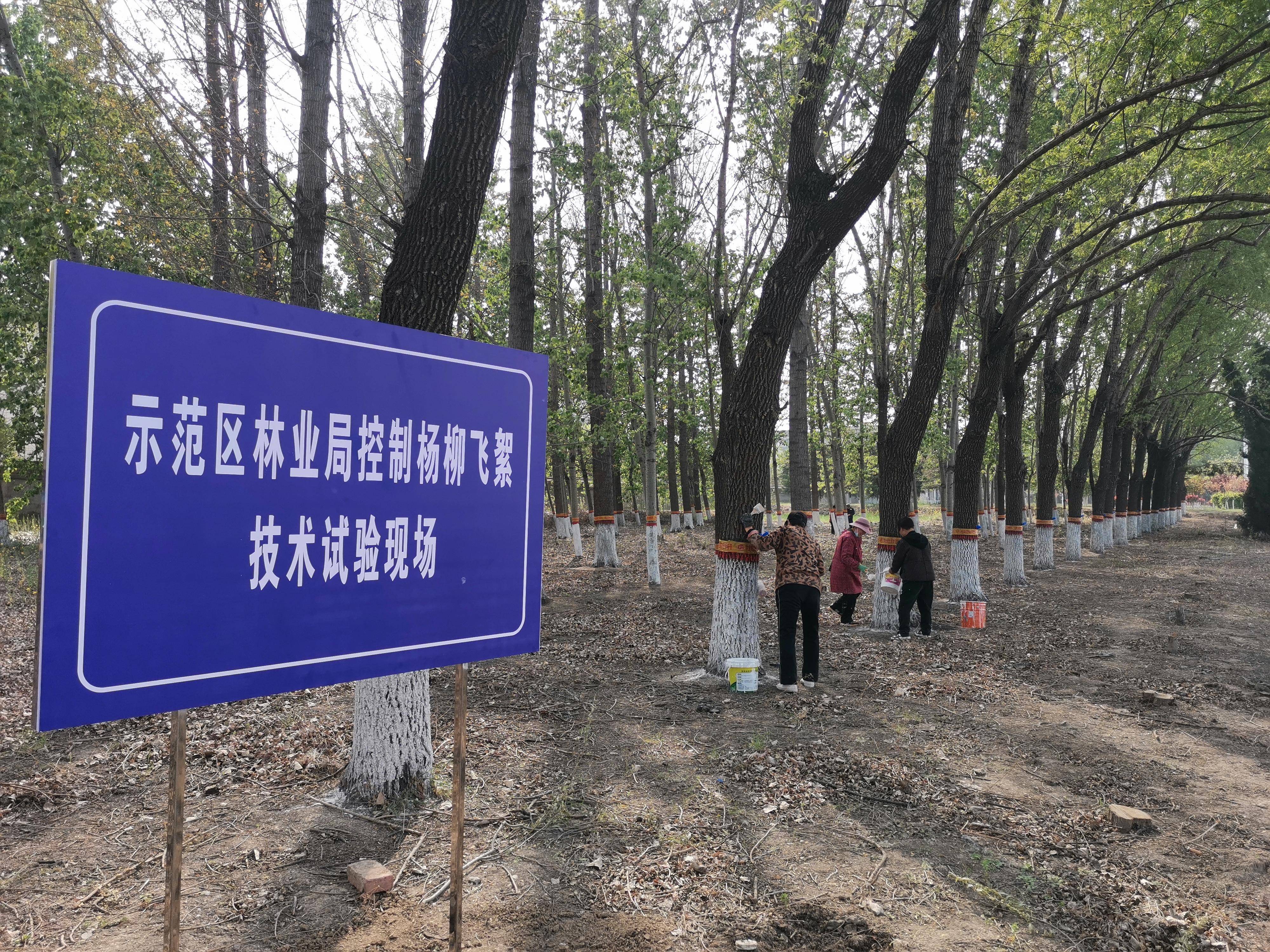 济源初次停止控造杨柳飞絮手艺尝试