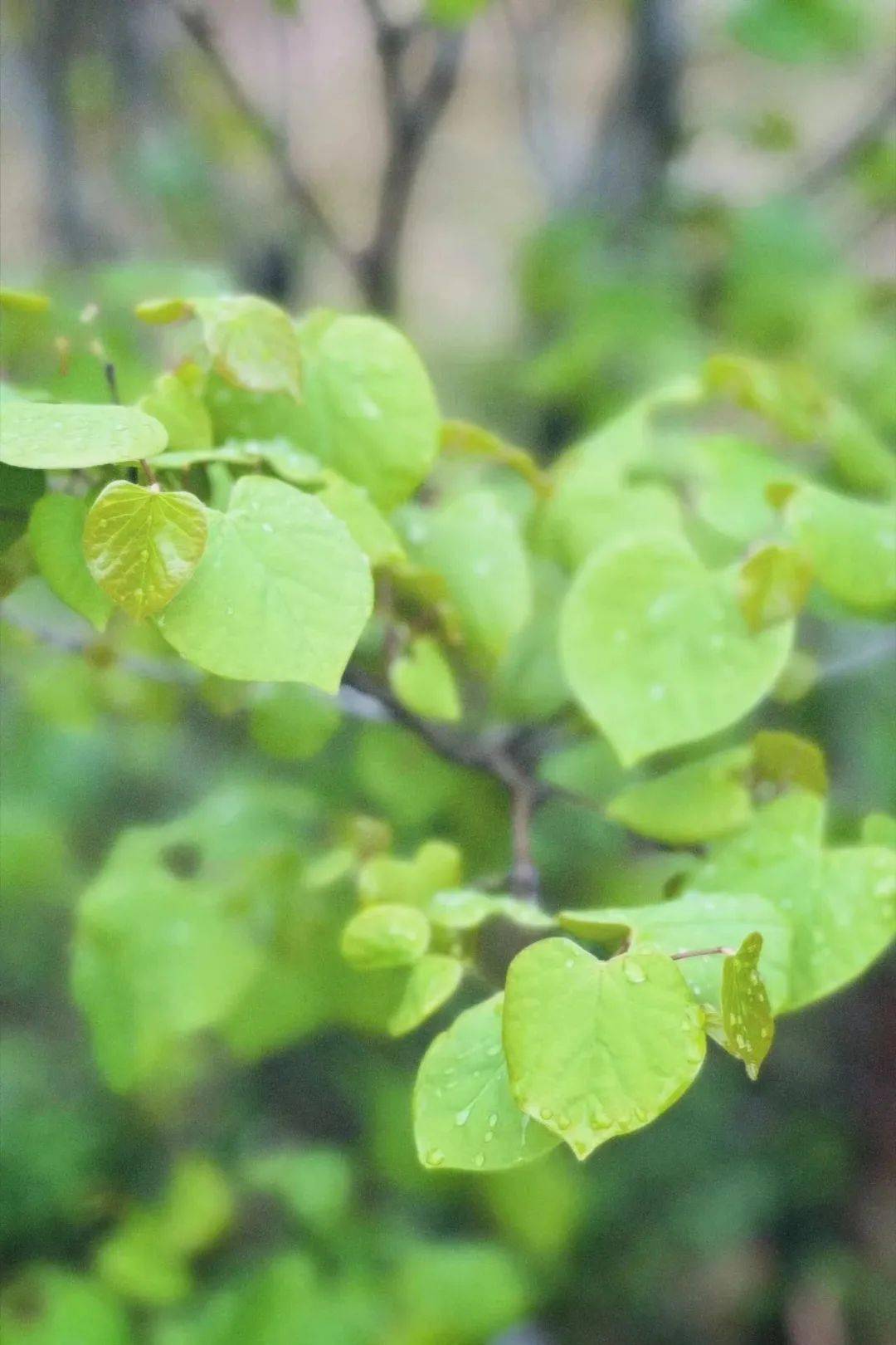 此季此雨是如此浪漫啊图/洪靖雯文/宋雪辉编辑/何昊校审/旷