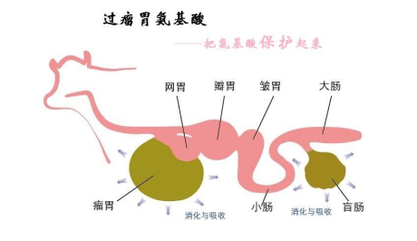 牛人课堂｜过瘤胃氨基酸在奶牛生产中的应用_蛋白质_包被_饲料