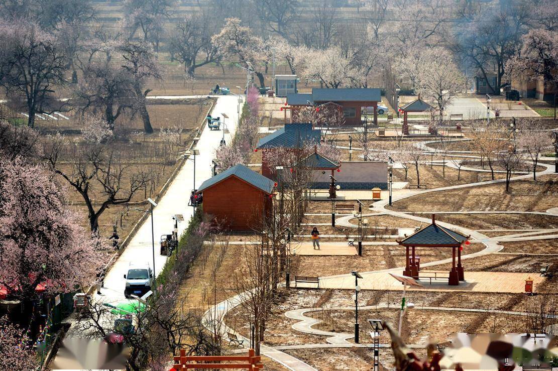 图集丨唐汪杏花醉游人_踏青_东乡县_唐汪镇