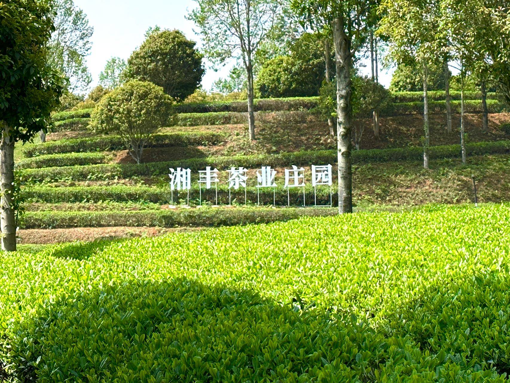 豆腐树（豆腐树图片） 第2张