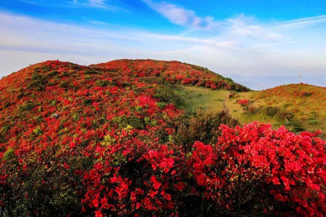 八卦脑杜鹃花节4月15日开幕!花海弥漫高山遍野!_活动_互动_进行