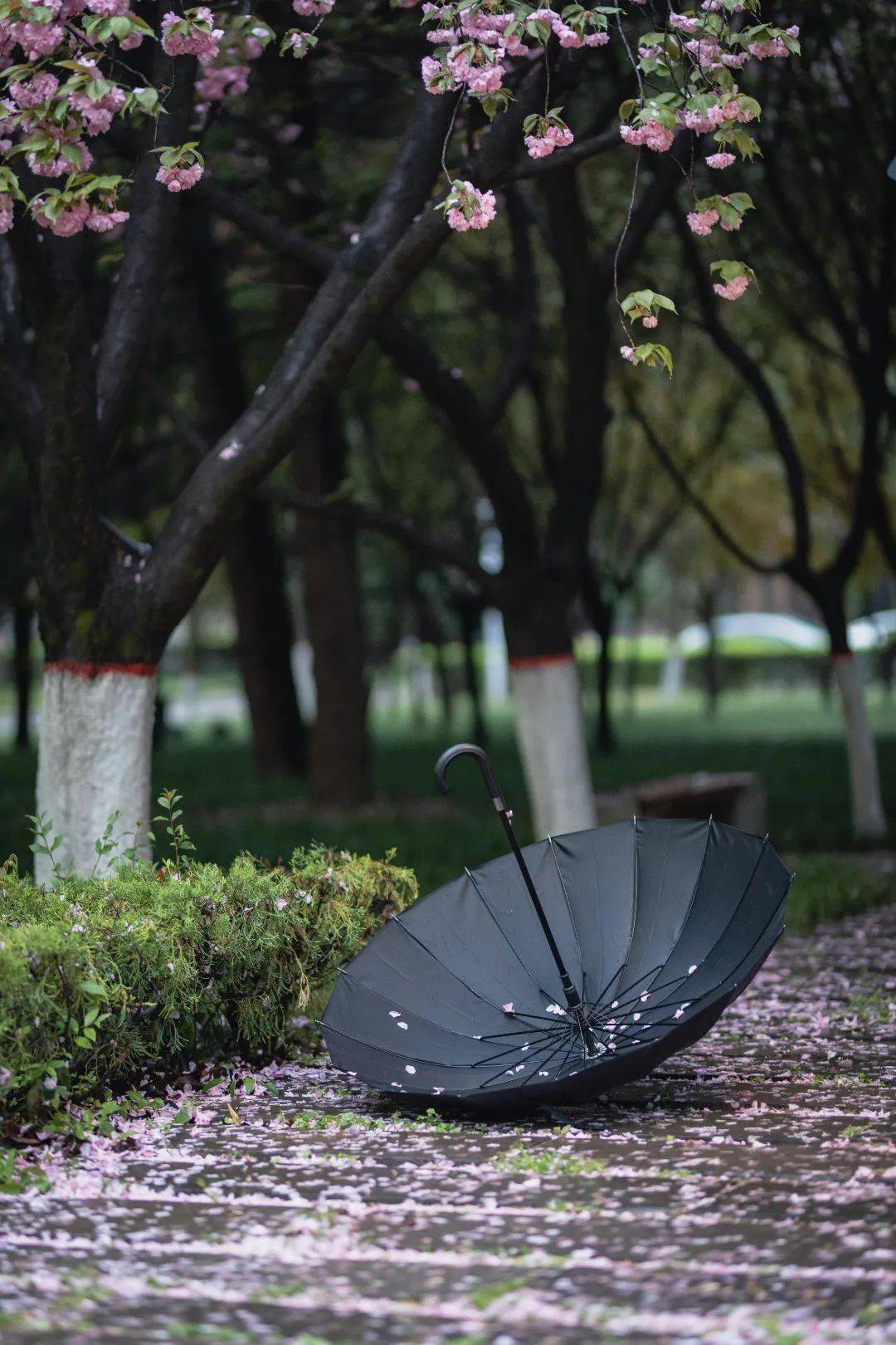 漂亮的樱花雨图片高清图片