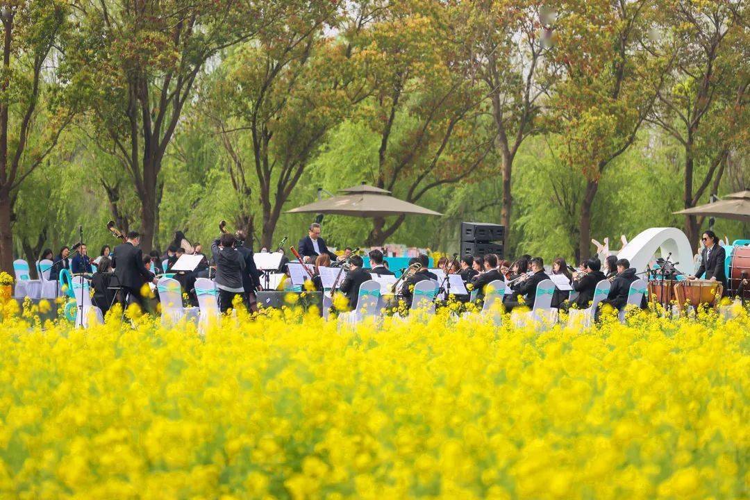 第十五届江南油菜花节开幕~_千灯镇_旅游_项目