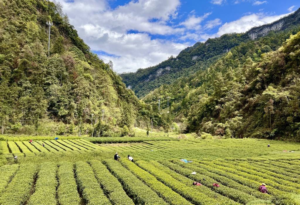 鹤峰:春茶飘香采摘忙