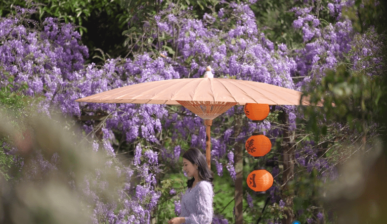 紫藤花与人的唯美图片图片