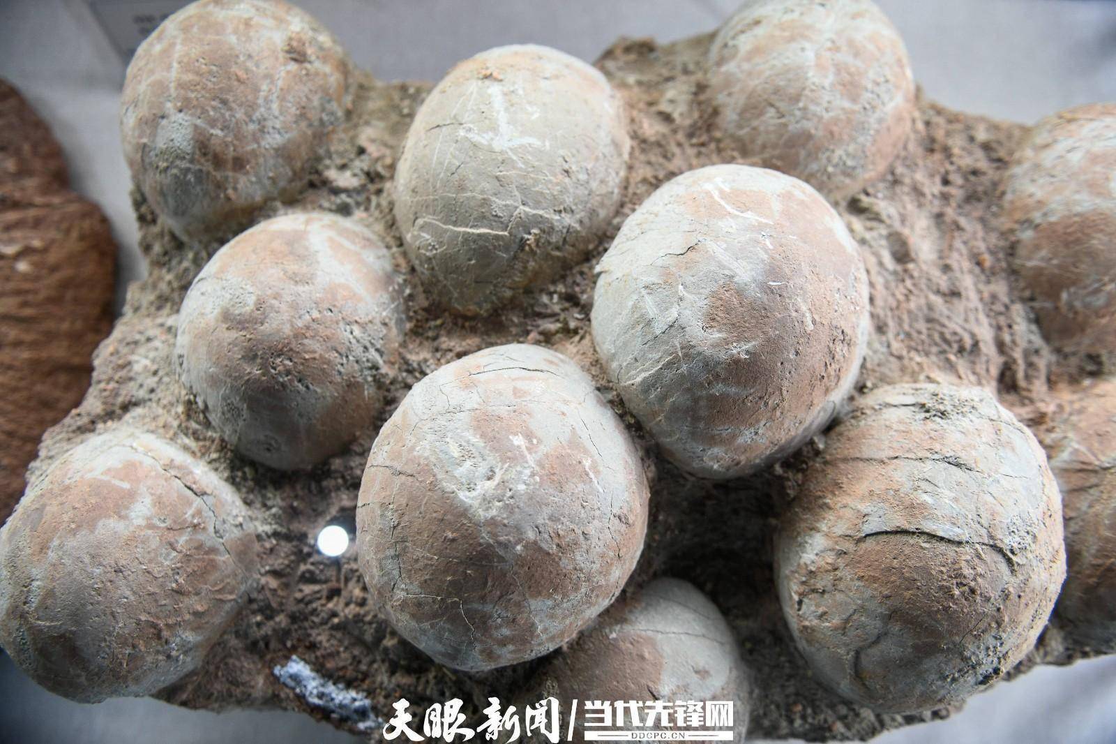 贵州龙"为主的海生爬行动物及鱼类,双壳类,菊石,陆生植物等多门类化石