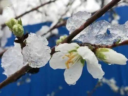 第4629期 光影流年 | 李莉荣:哦,春雪_雪花_韩愈_春色