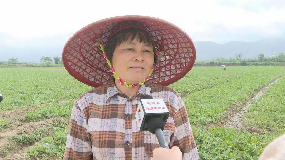 阳西优品|上洋西瓜大量上市啦_收购_甜度_订货