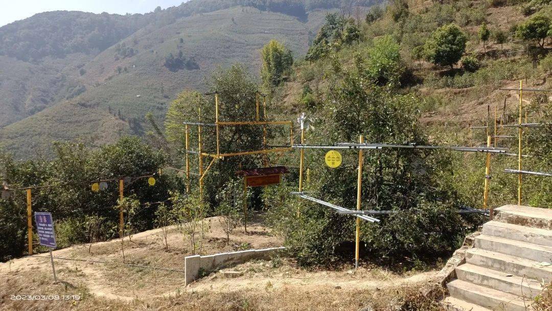 2023冰岛老寨茶王树采摘!