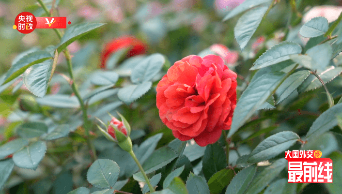 元首茶叙，那些细节值得存眷