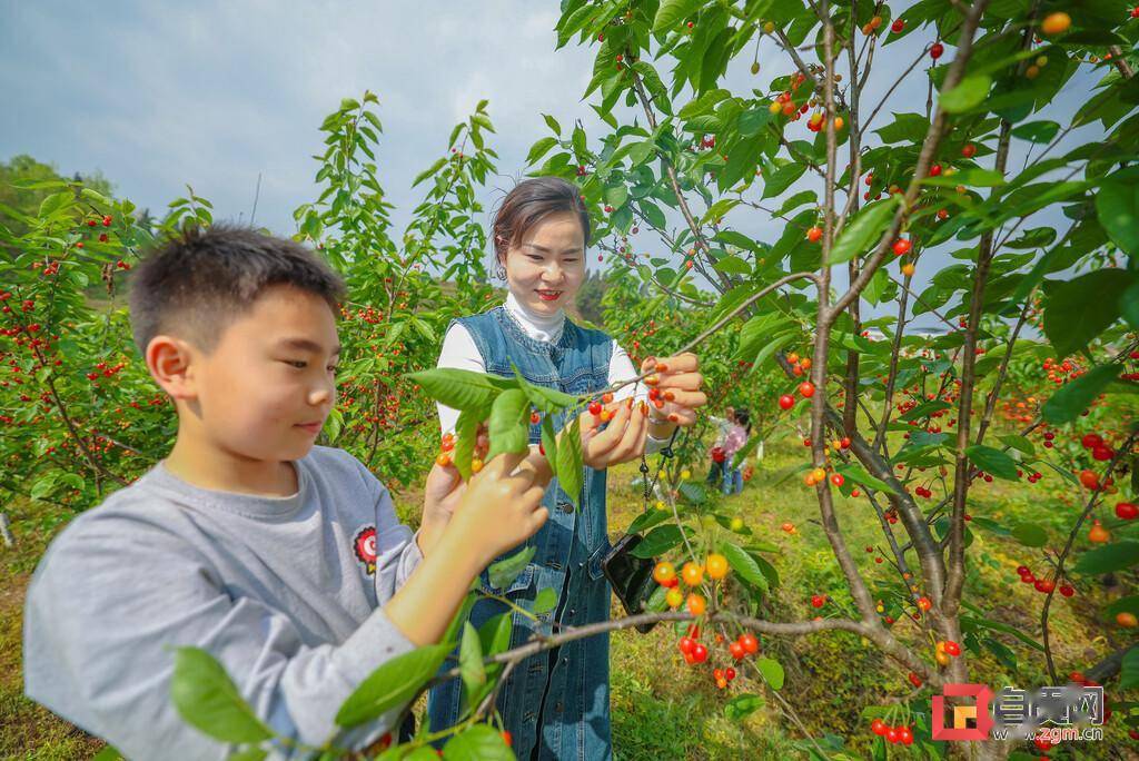 自贡樱桃采摘基地图片