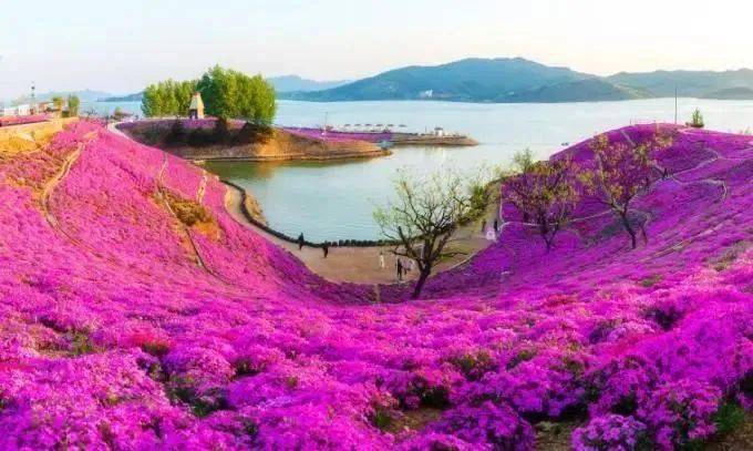 休闲赏花雨花谷庄园位于唐山迁西县大黑汀水库(栗乡湖)东岸,景区由