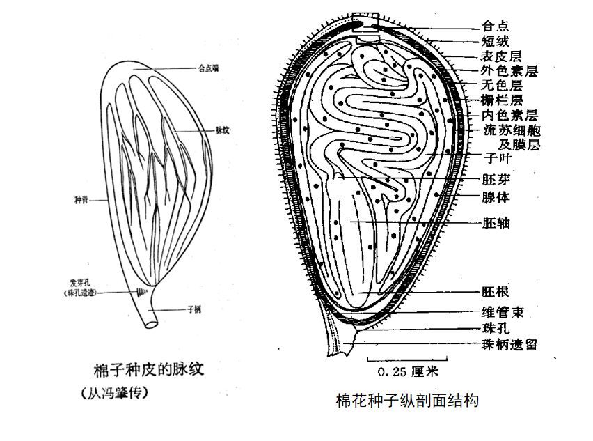 被子植物种子的结构图片