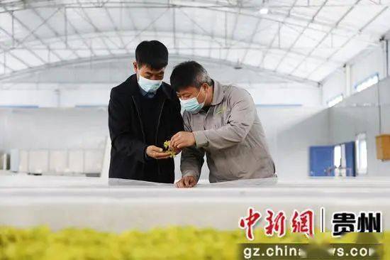 【茶博会】绥阳：守一片匠心 制一片好茶-绥阳县城航拍最新视频