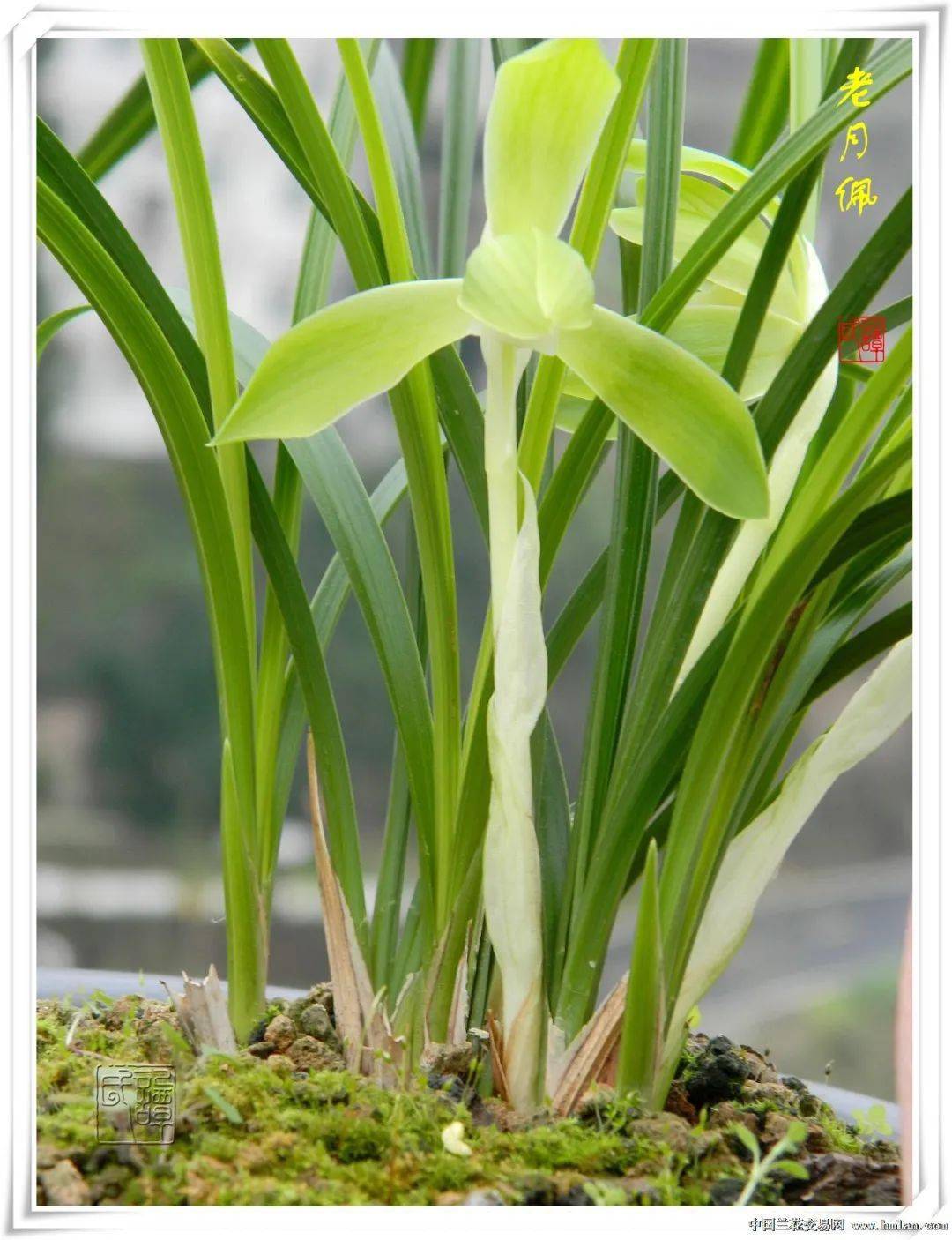 春兰必养经典老品种之七--老月佩_本站_观点_漂亮
