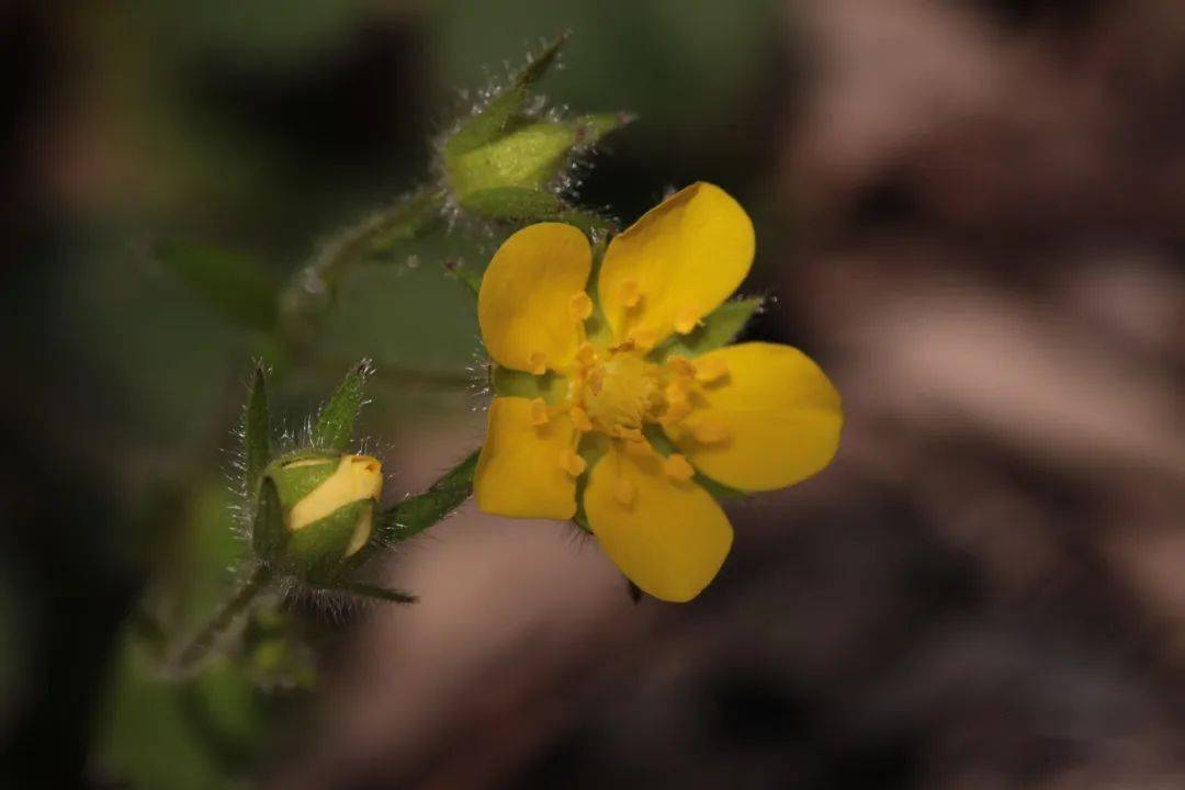 滴水岩植物图集(三)_卢梭_陵菜_遐想