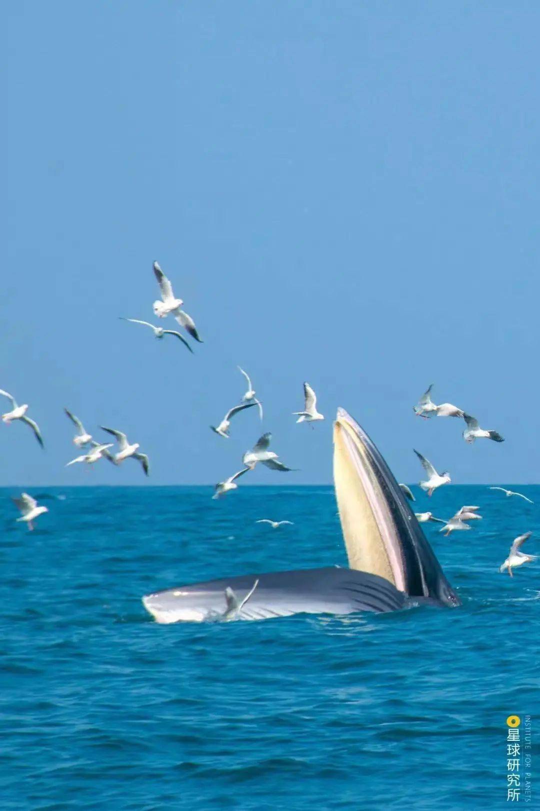 图/来源:星球研究所在涠洲岛的这片海域每年布氏鲸群都会洄游过冬当它