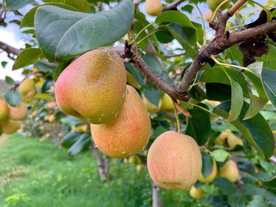 祥云红梨有了州级地方标准_生产_管理_地理