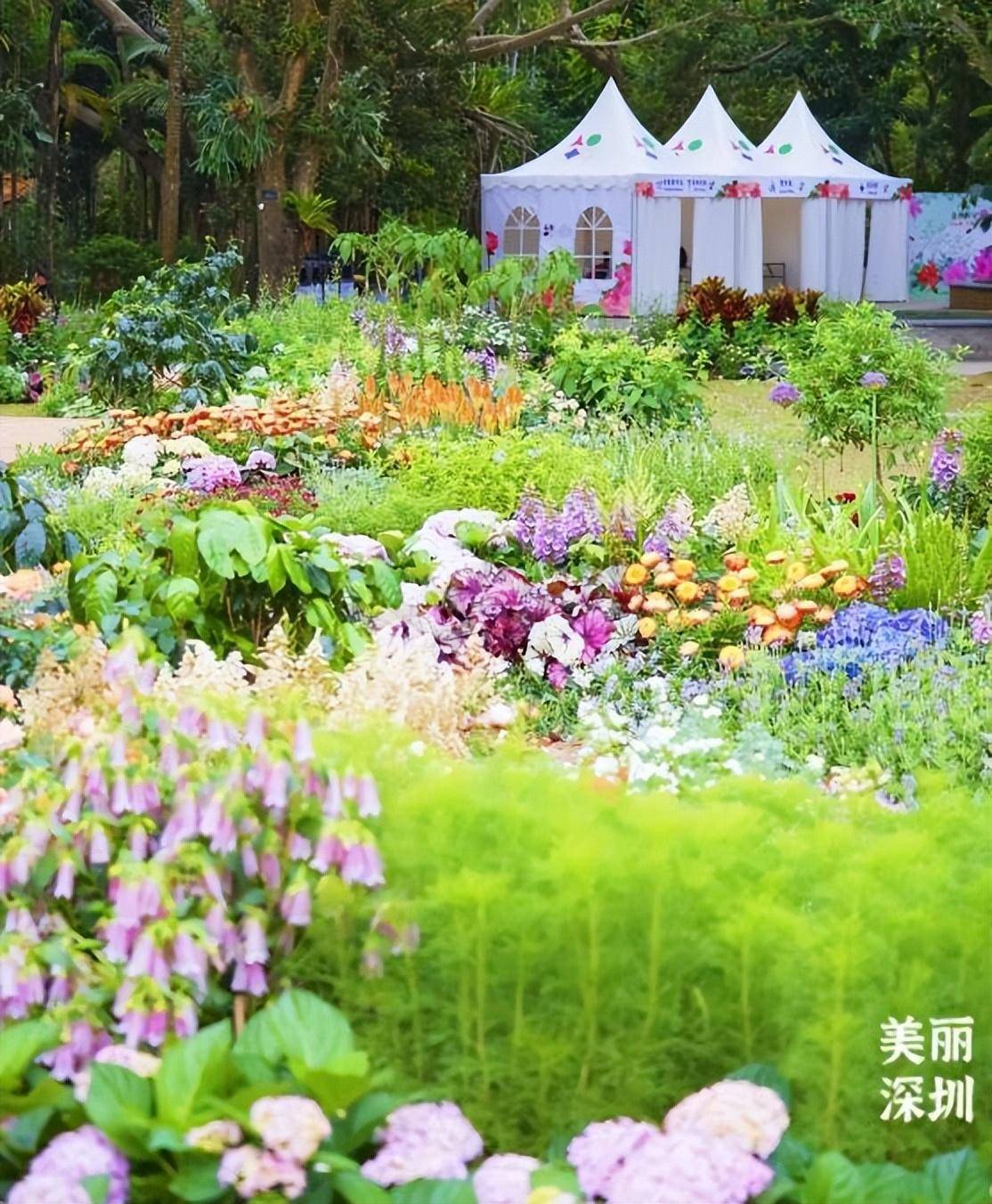 共赴鲜花盛会，2023粤港澳大湾区花展在深圳开幕！